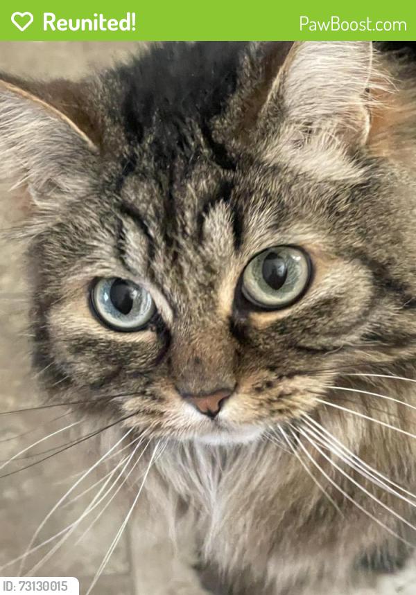 Reunited Female Cat last seen Butner rd, Beaverton, OR 97006