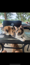 Lost Female Cat last seen Bankens and Buhler Station, Sulphur, LA 70663