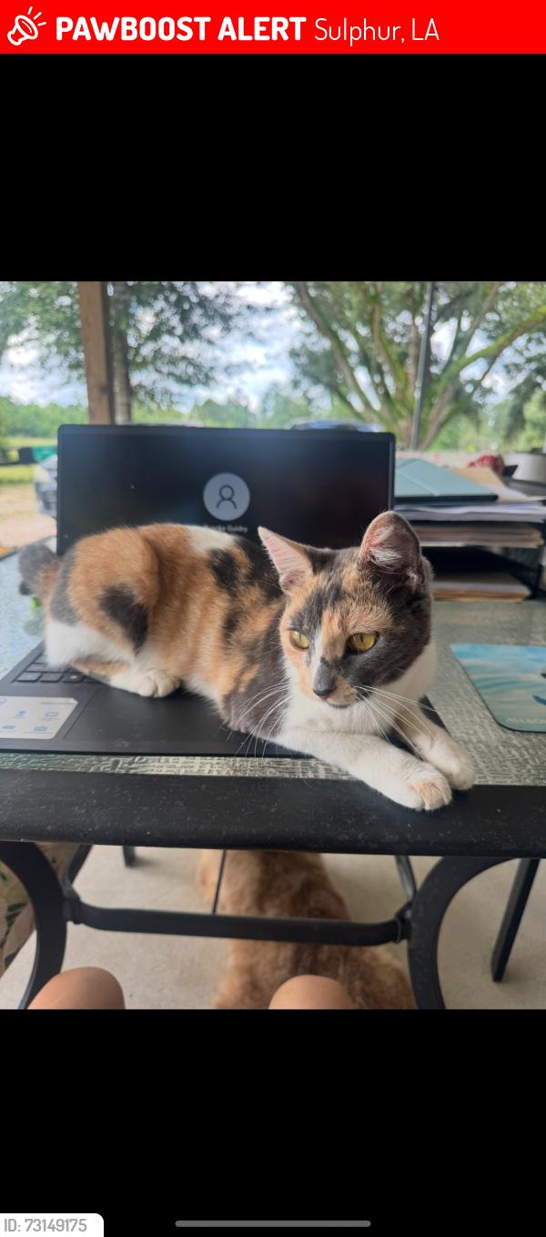 Lost Female Cat last seen Bankens and Buhler Station, Sulphur, LA 70663