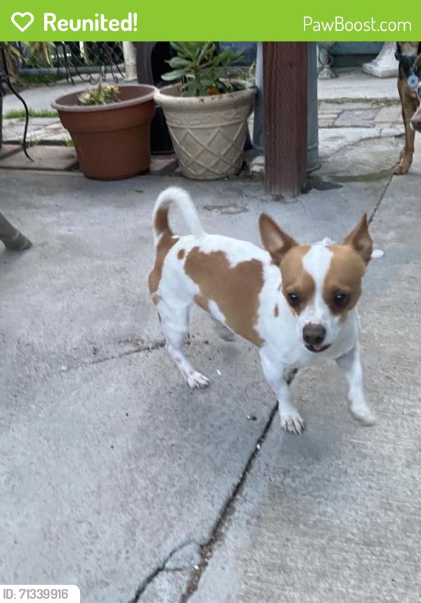 Reunited Male Dog last seen S Sunset Ave, San Jose, CA 95116, USA, San Jose, CA 95116