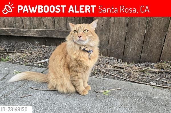 Lost Male Cat last seen Penbrooke Avenue, Santa Rosa, CA 95403
