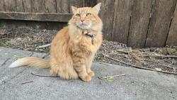 Lost Male Cat last seen Penbrooke Avenue, Santa Rosa, CA 95403