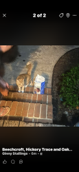 Found/Stray Male Cat last seen Carolwood Dr, Greensboro, NC 27407