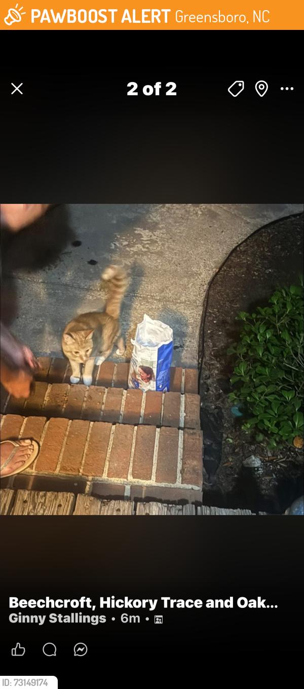 Found/Stray Male Cat last seen Carolwood Dr, Greensboro, NC 27407