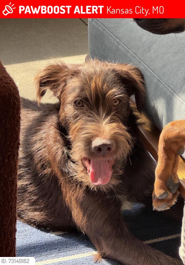 Lost Male Dog last seen 69th Brookside Road, Kansas City, MO 64113