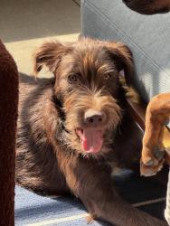 Lost Male Dog last seen 69th Brookside Road, Kansas City, MO 64113