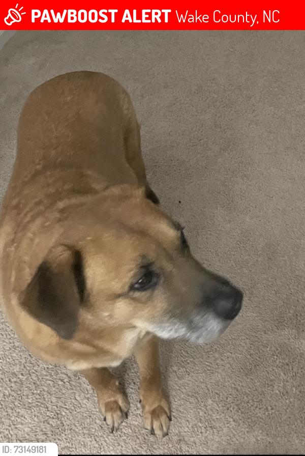 Lost Male Dog last seen Holland ridge dr, Raleigh nc 27603, Wake County, NC 27603