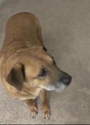 Lost Male Dog last seen Holland ridge dr, Raleigh nc 27603, Wake County, NC 27603