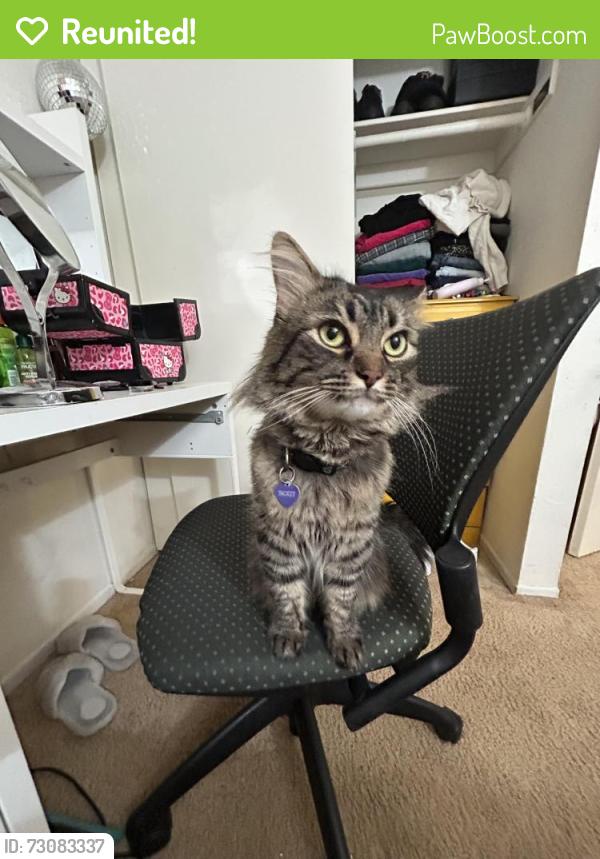 Reunited Male Cat last seen Fairview road and Adams Ave, Costa Mesa, CA 92626