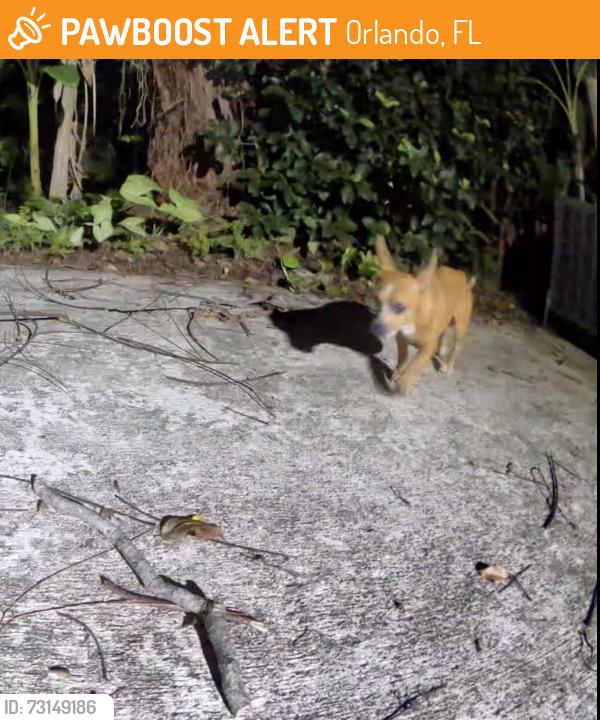 Found/Stray Unknown Dog last seen Twine St. & Donhill Ct., Orlando, FL 32821