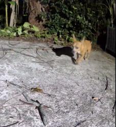 Found/Stray Unknown Dog last seen Twine St. & Donhill Ct., Orlando, FL 32821