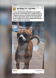 Reunited Female Dog last seen Plaza Blvd & Highland Ave, National City, CA 91950