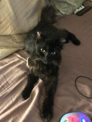 Lost Male Cat last seen Chatterton Ln, King George, VA 22485