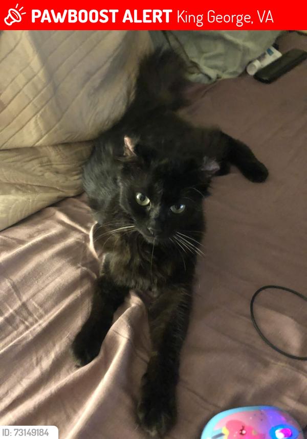 Lost Male Cat last seen Chatterton Ln, King George, VA 22485