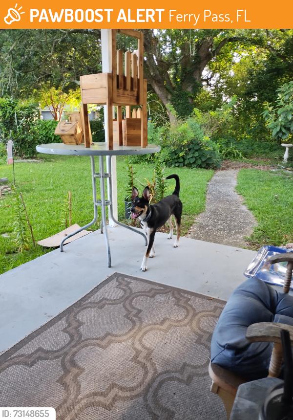 Found/Stray Male Dog last seen Berg st and Nelson st, Ferry Pass, FL 32514