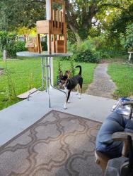 Found/Stray Male Dog last seen Berg st and Nelson st, Ferry Pass, FL 32514