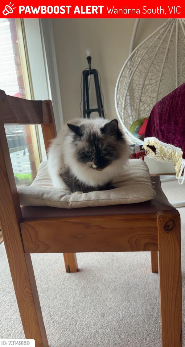 Lost Female Cat last seen Near cathies lane wantirna south, Wantirna South, VIC 3152