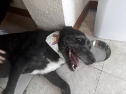 Reunited Male Dog last seen 16th st and 17th Ave, Miami, FL 33145