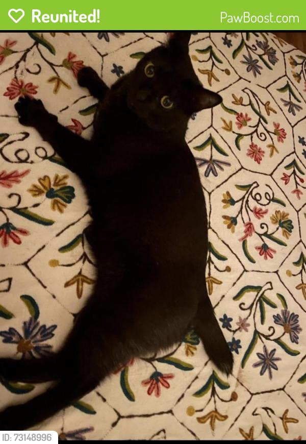 Reunited Male Cat last seen Dorsetshire road, Columbus, OH 43229