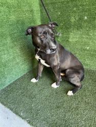 Shelter Stray Male Dog last seen , 5210 W Ave I, Lancaster, CA 93536, USA