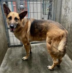 Shelter Stray Male Dog last seen , West Valley Animal Shelter, 20655 Plummer St, Chatsworth, CA 91311, USA