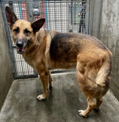 Shelter Stray Male Dog last seen , West Valley Animal Shelter, 20655 Plummer St, Chatsworth, CA 91311, USA