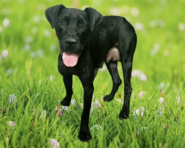 Shelter Stray Female Dog last seen , 5210 W Ave I, Lancaster, CA 93536, USA
