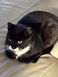 Lost Unknown Cat last seen Canadian tire Auto Centre, Saskatoon, SK S7L 4R6