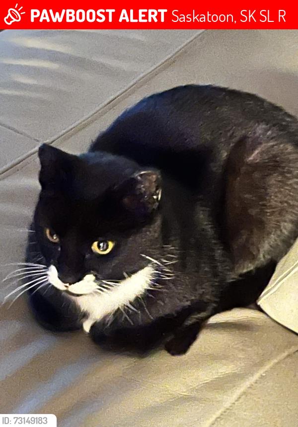 Lost Unknown Cat last seen Canadian tire Auto Centre, Saskatoon, SK S7L 4R6