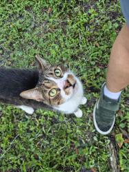 Found/Stray Female Cat last seen Hollings st, Jacksonville fl, Jacksonville, FL 32218