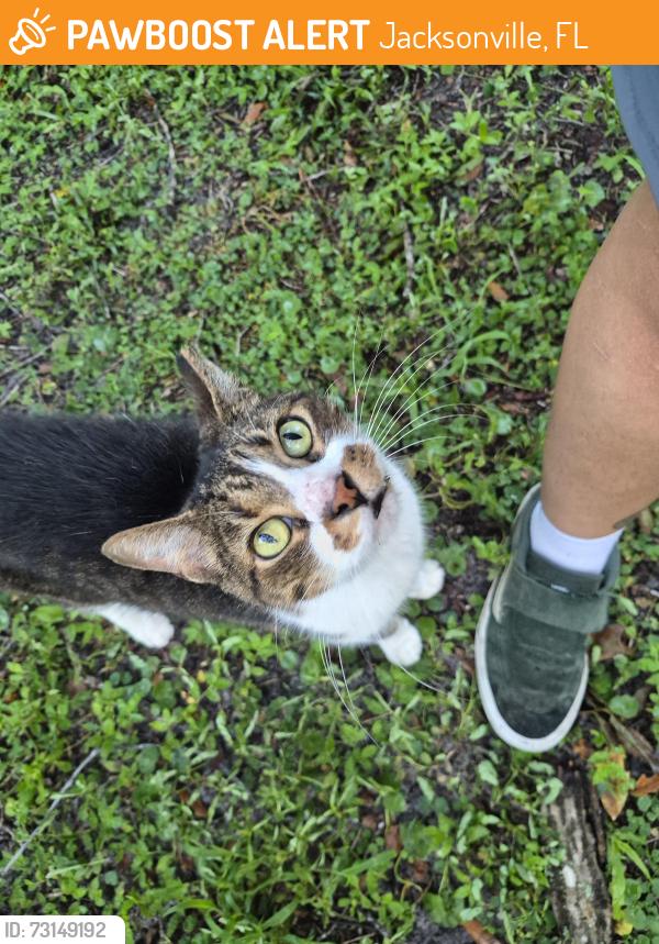 Found/Stray Female Cat last seen Hollings st, Jacksonville fl, Jacksonville, FL 32218