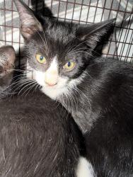 Shelter Stray Male Cat last seen , 14409 Vanowen St, Van Nuys, CA 91405, USA