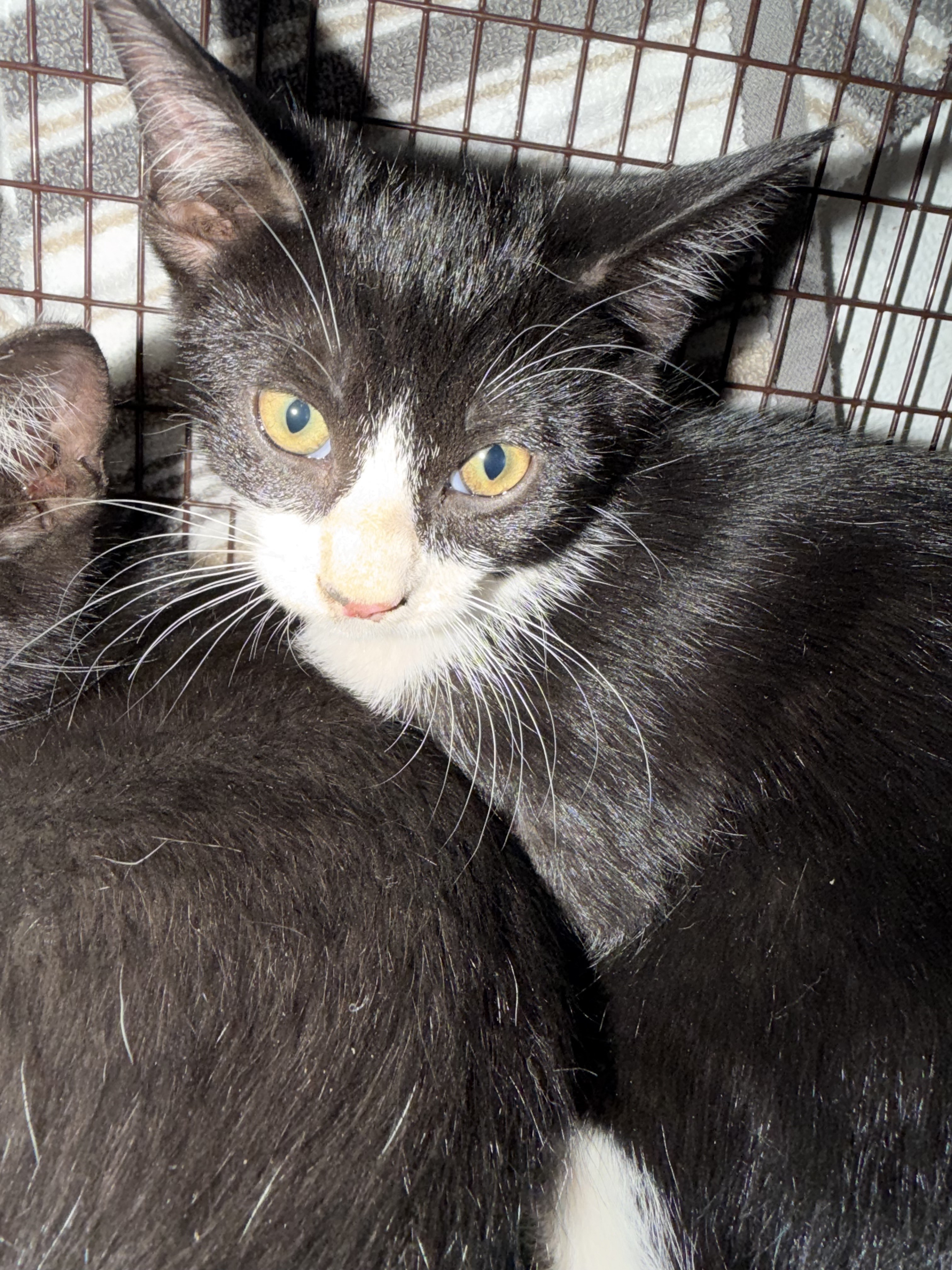Shelter Stray Male Cat last seen , 14409 Vanowen St, Van Nuys, CA 91405, USA