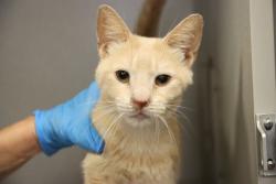 Shelter Stray Male Cat last seen , 4000 N Silverbell Rd, Tucson, AZ 85745, USA