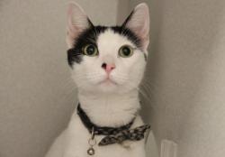 Shelter Stray Female Cat last seen , 4000 N Silverbell Rd, Tucson, AZ 85745, USA