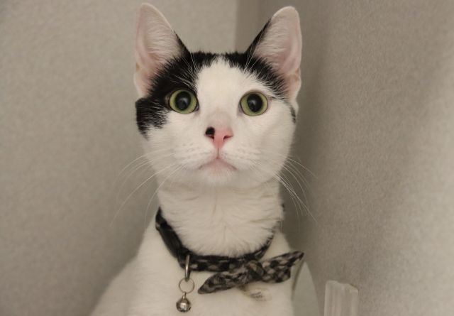Shelter Stray Female Cat last seen , 4000 N Silverbell Rd, Tucson, AZ 85745, USA