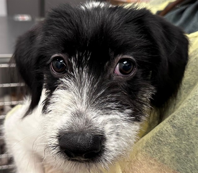 Shelter Stray Female Dog last seen , 4000 N Silverbell Rd, Tucson, AZ 85745, USA