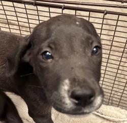 Shelter Stray Male Dog last seen , 4000 N Silverbell Rd, Tucson, AZ 85745, USA