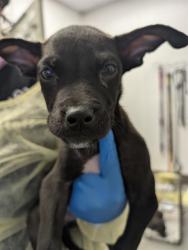 Shelter Stray Male Dog last seen , 4000 N Silverbell Rd, Tucson, AZ 85745, USA