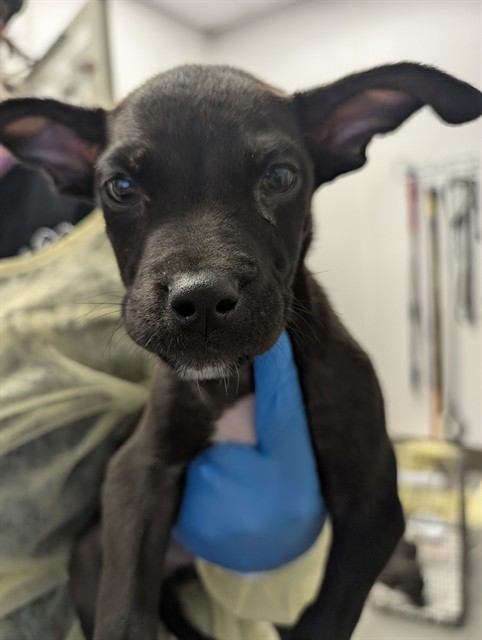 Shelter Stray Male Dog last seen , 4000 N Silverbell Rd, Tucson, AZ 85745, USA