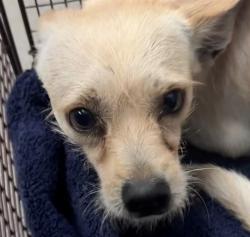 Shelter Stray Male Dog last seen , 4000 N Silverbell Rd, Tucson, AZ 85745, USA