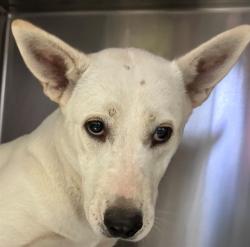 Shelter Stray Female Dog last seen , 4000 N Silverbell Rd, Tucson, AZ 85745, USA