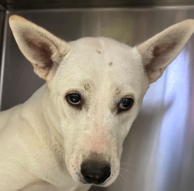 Shelter Stray Female Dog last seen , 4000 N Silverbell Rd, Tucson, AZ 85745, USA