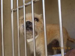 Shelter Stray Female Dog last seen 51ST & THOMAS, 5501 E Van Buren St, Phoenix, AZ 85008, USA