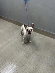Shelter Stray Female Dog last seen W OWENS AVE & STOCKER ST, 655 N Mojave Rd, Las Vegas, NV 89101, USA