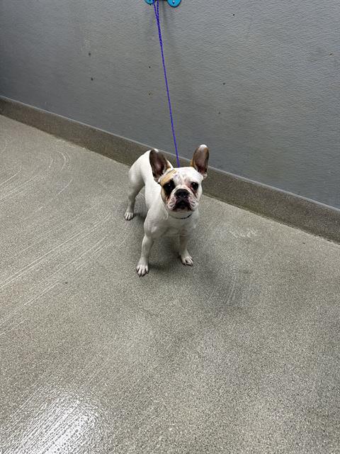 Shelter Stray Female Dog last seen W OWENS AVE & STOCKER ST, 655 N Mojave Rd, Las Vegas, NV 89101, USA