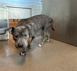 Shelter Stray Female Dog last seen , 38550 Sierra Hwy, Palmdale, CA 93550, USA