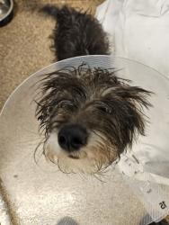 Shelter Stray Male Dog last seen Near BLAKE AND COORS BLVD, 3001 2nd St SW, Albuquerque, NM 87105, USA