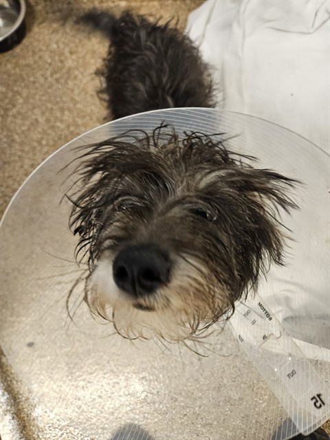 Shelter Stray Male Dog last seen Near BLAKE AND COORS BLVD, 3001 2nd St SW, Albuquerque, NM 87105, USA