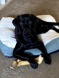 Reunited Male Dog last seen Dessert In/ Cabana, Sunrise Manor, NV 89122